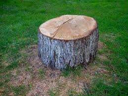 Best Storm Damage Tree Cleanup  in Lewisport, KY