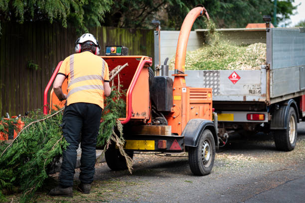 Best Tree Maintenance Programs  in Lewisport, KY