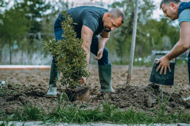 Best Lawn Pest Prevention  in Lewisport, KY