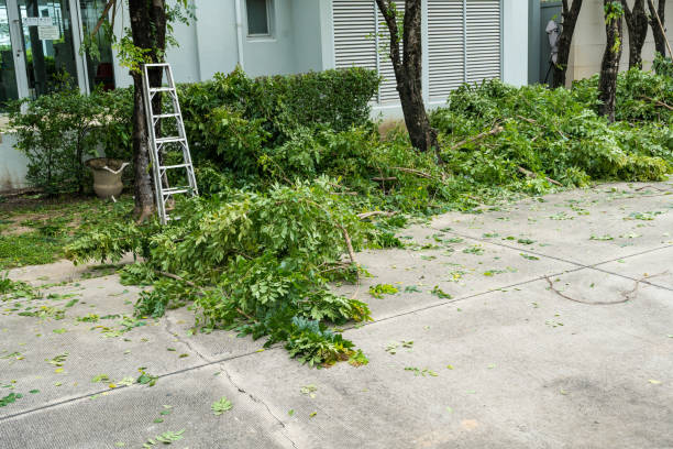 How Our Tree Care Process Works  in  Lewisport, KY