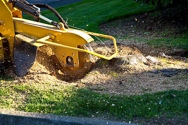 Best Artificial Turf Installation  in Lewisport, KY