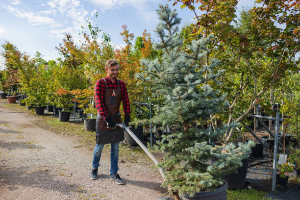  Lewisport, KY Tree Services Pros