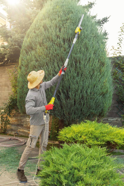 Best Tree Cabling and Bracing  in Lewisport, KY