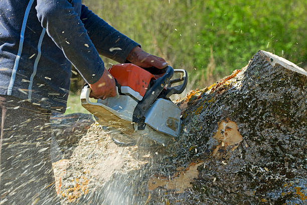 Best Tree and Shrub Care  in Lewisport, KY