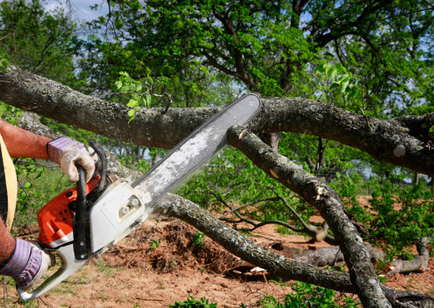 Best Tree Mulching  in Lewisport, KY